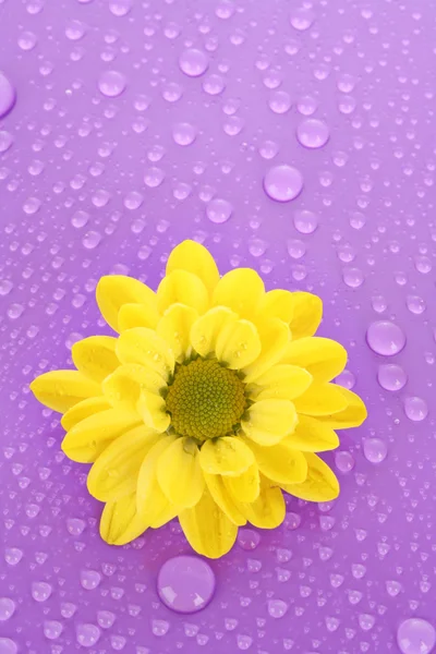 Żółty rumianek na fioletowym tle — Zdjęcie stockowe