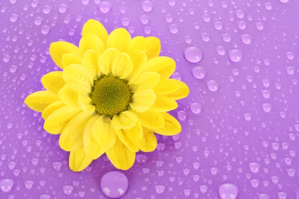 Manzanilla amarilla sobre fondo violeta — Foto de Stock