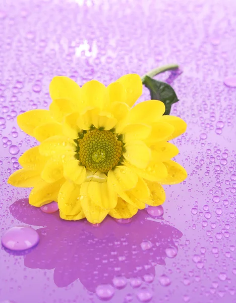 Camomila amarela sobre fundo violeta — Fotografia de Stock
