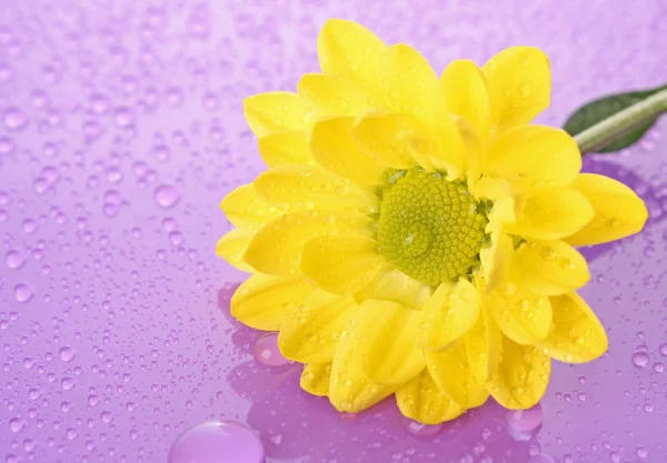 Yellow camomile on violet background — Stock Photo, Image