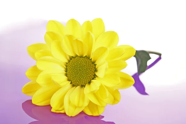 Желтая ромашка на фиолетовом фоне — стоковое фото