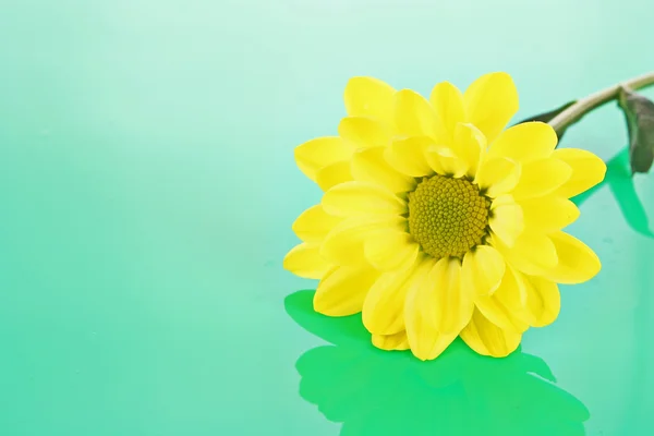 Yellow camomile on blue background — Stock Photo, Image