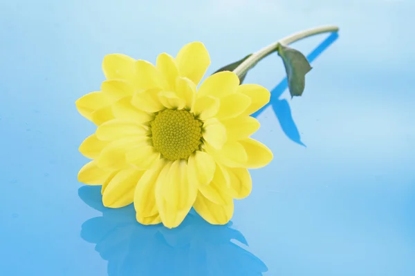 Żółty rumianek na niebieskim tle — Zdjęcie stockowe