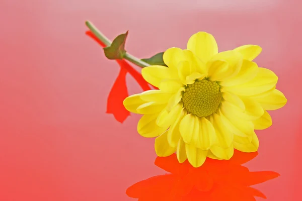 Yellow camomile on red background — Stock Photo, Image
