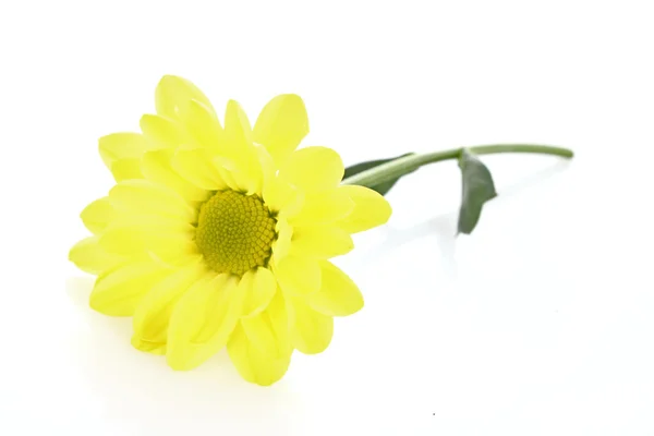 Желтая ромашка на белом фоне — стоковое фото