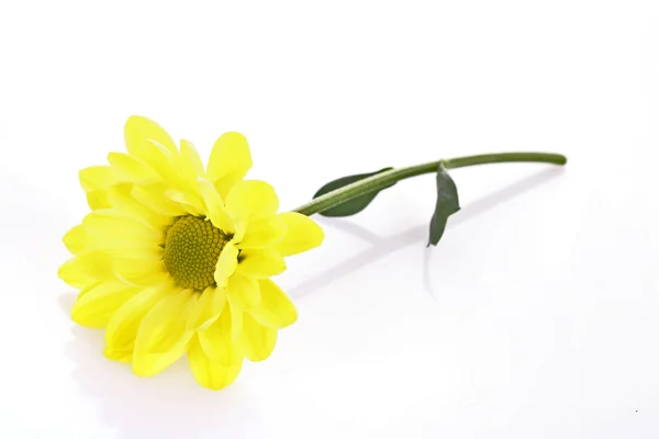 Yellow camomile on white background — Stock Photo, Image