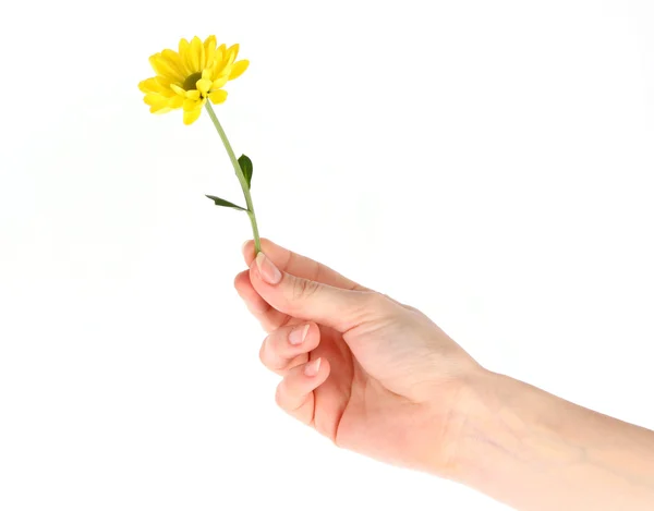 Sarı papatya çiçek üzerinde beyaz izole el — Stok fotoğraf