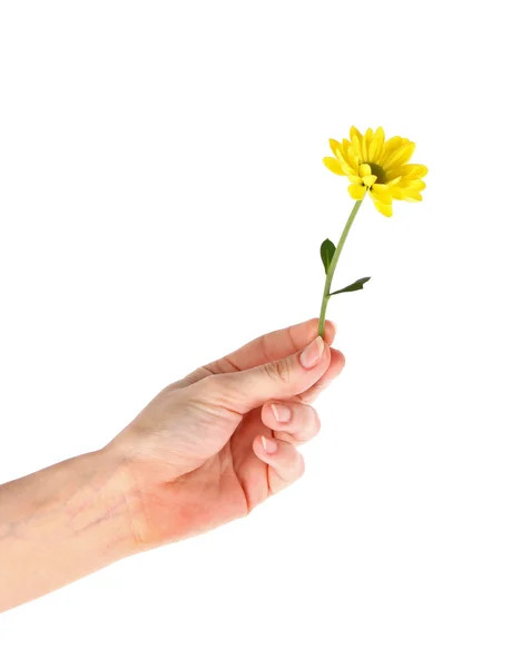 Fiore margherita giallo nella mano isolato su bianco — Foto Stock