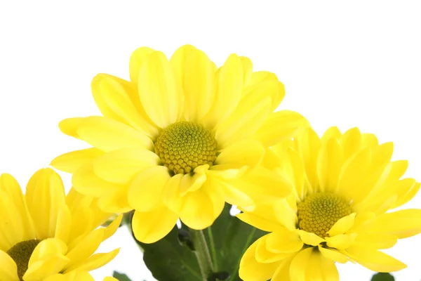 Manzanilla amarilla sobre fondo blanco — Foto de Stock
