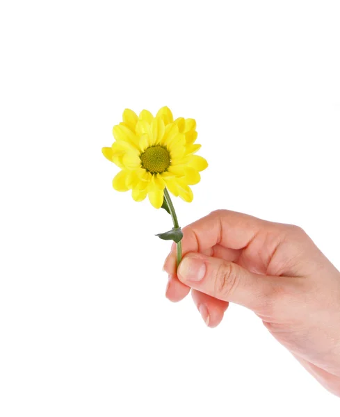 Fleur de marguerite jaune dans la main isolée sur blanc — Photo