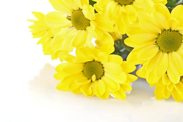 Camomila amarela sobre fundo branco — Fotografia de Stock