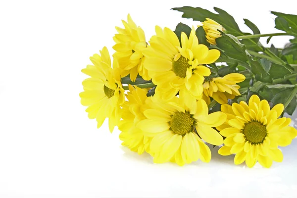 Yellow camomile on white background — Stock Photo, Image
