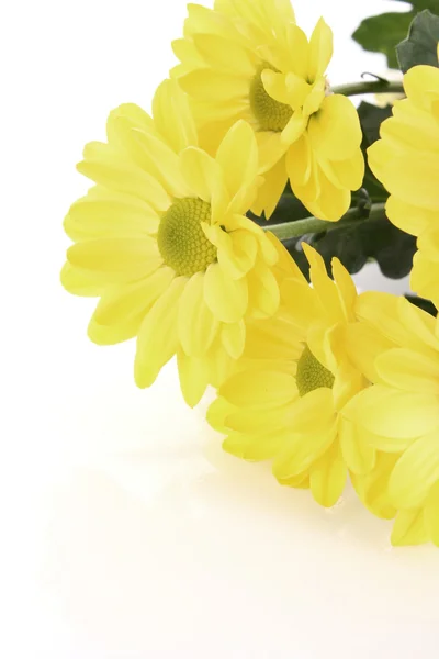 Gelbe Kamille auf weißem Hintergrund — Stockfoto