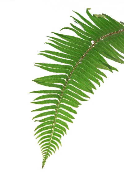 Folha de samambaia verde isolada sobre branco — Fotografia de Stock