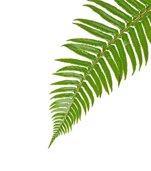Foglia di felce verde isolata su bianco — Foto Stock