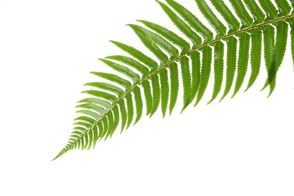 白で隔離される緑のシダの葉 — ストック写真