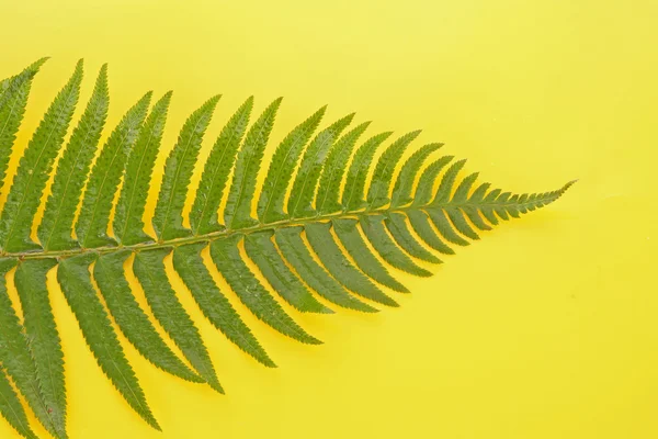 Green fern leaf isolated on yellow — Stock Photo, Image