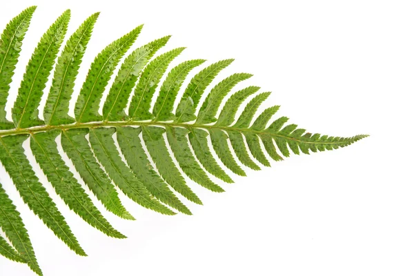 Зеленый лист папоротника изолирован на белом — стоковое фото