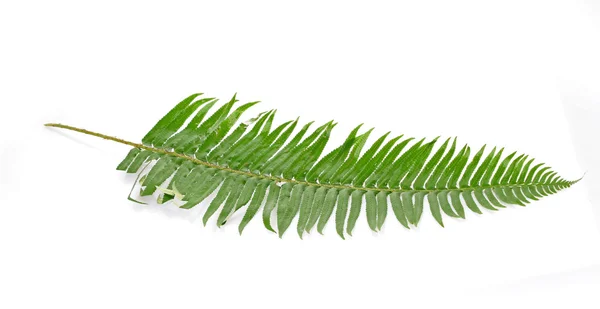 Green fern leaf isolated on white — Stock Photo, Image