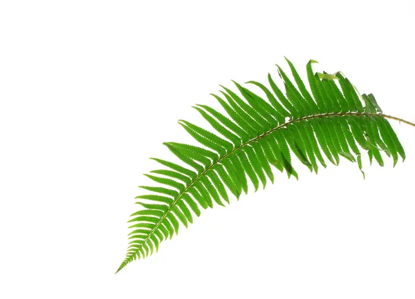 Listy zelené kapradí, izolované na bílém — Stock fotografie