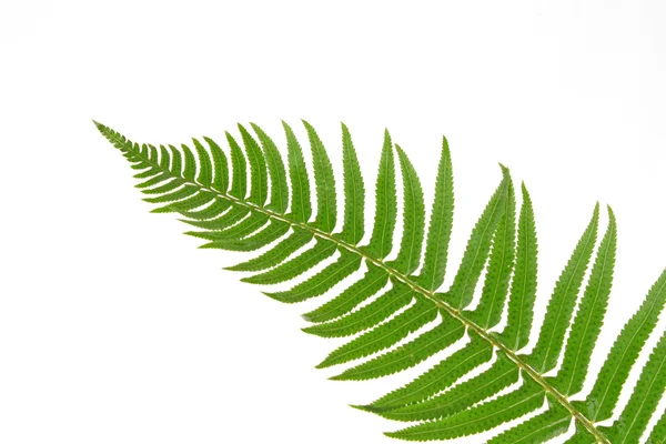 Зелений лист папороті ізольований на білому — стокове фото