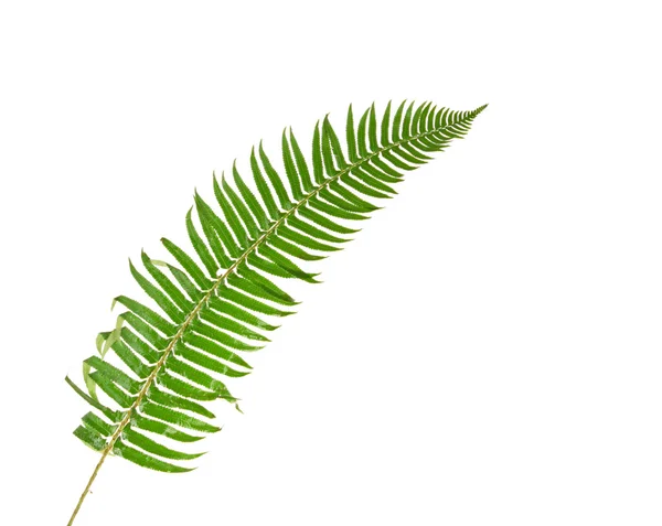 Зелений лист папороті ізольований на білому — стокове фото