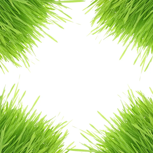 Изолированная зеленая трава на белом фоне — стоковое фото