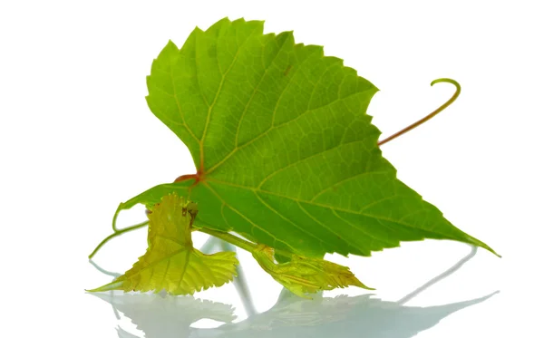 Zöld szőlő ág — Stock Fotó