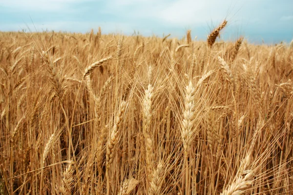 Stock image Wheat field over the blue sky background in summer