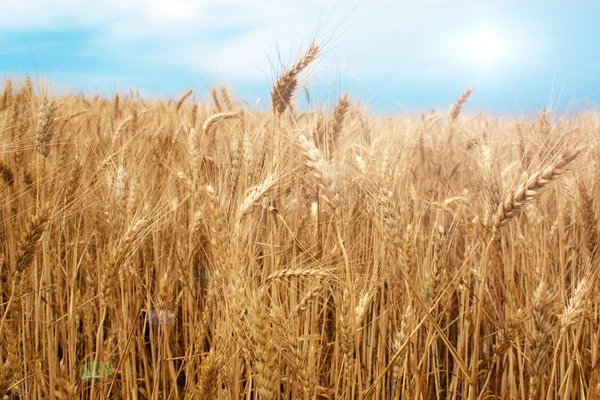 stock image Wheat field over the blue sky background in summer