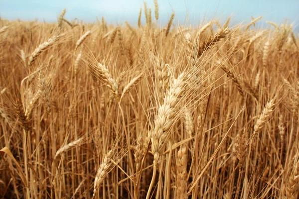 Campo di grano sullo sfondo cielo blu in estate — Foto Stock