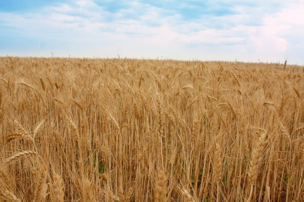 stock image Wheat field over the blue sky background in summer