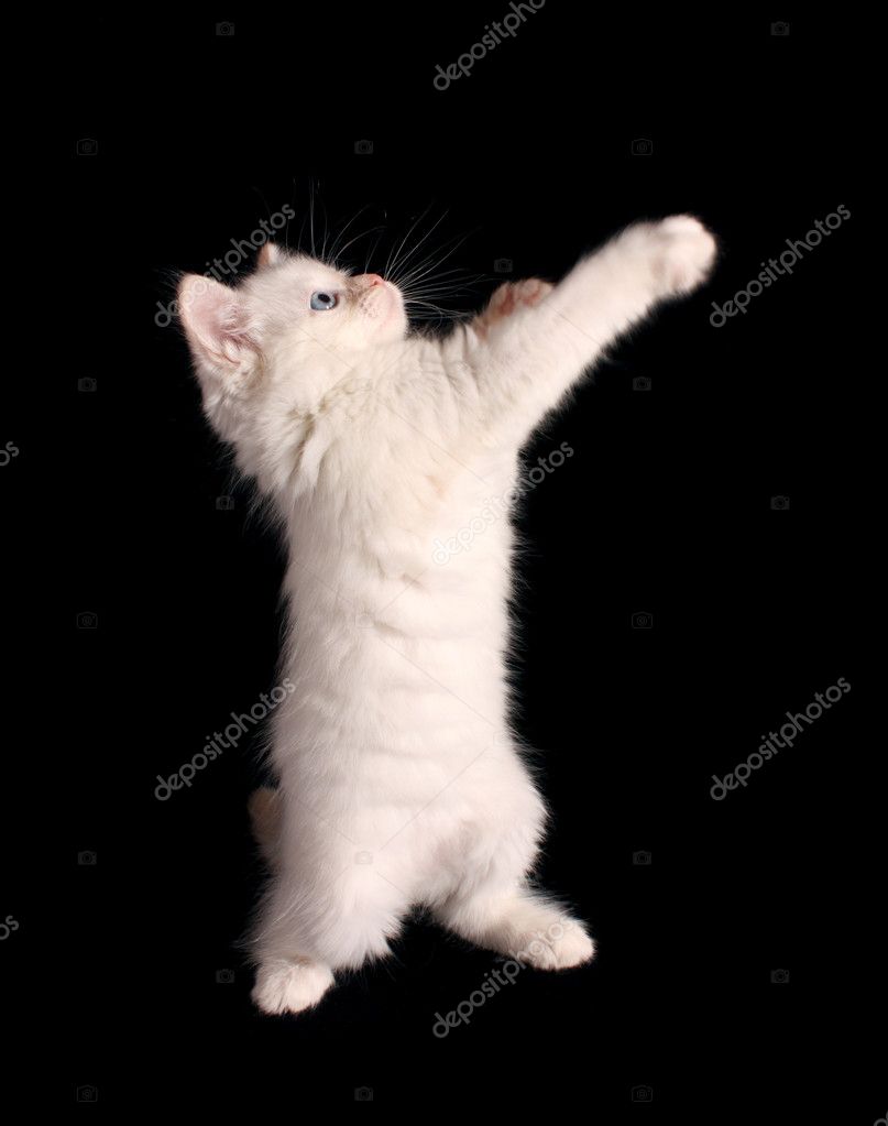 Скачать картинки A cat jump, стоковые фото A cat jump в хорошем качестве |  Depositphotos