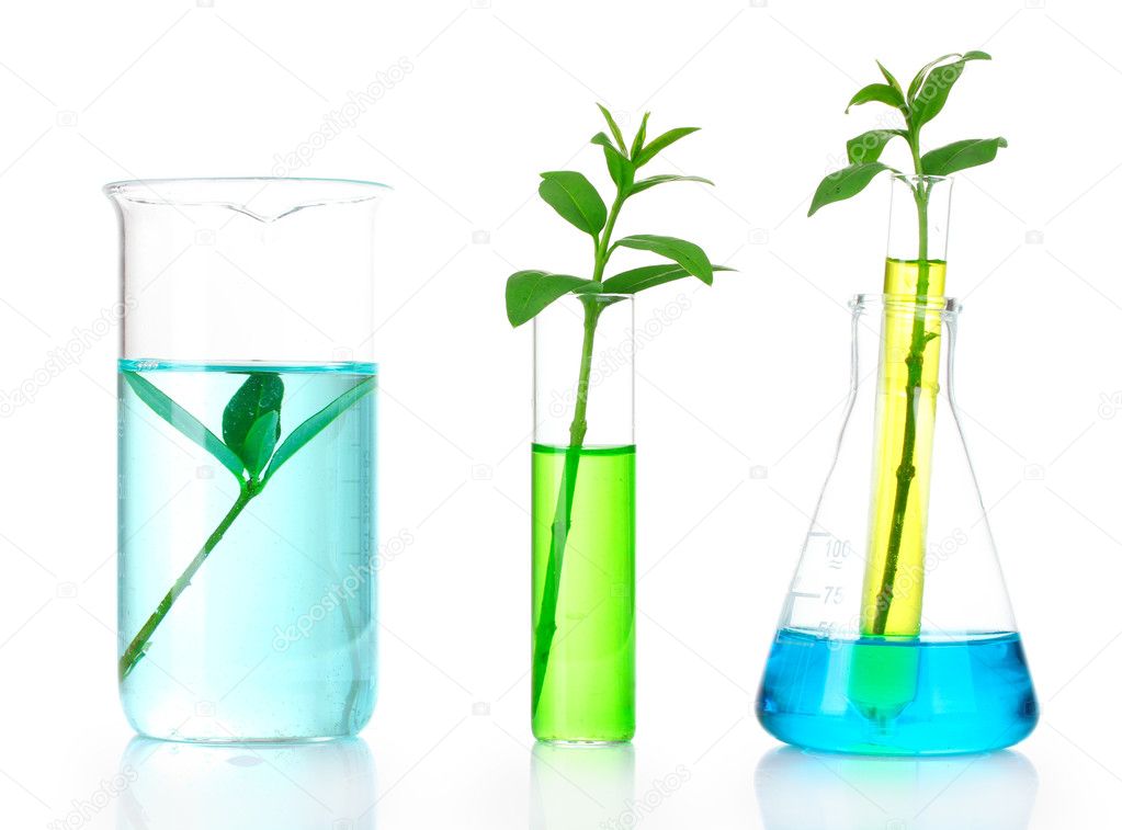 Plants in a test tube