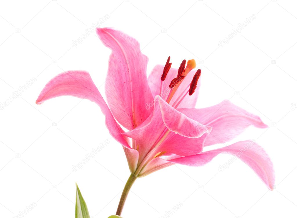 Lily flower on white background Stock Photo by ©belchonock 6676762