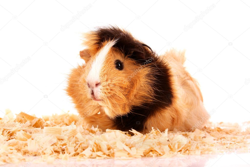 Funny brown cavy in sawdust on white background