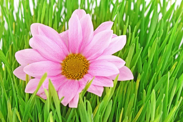 Rumianek różowy w trawie — Zdjęcie stockowe