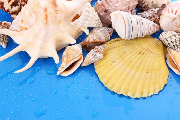 Conchas em fundo azul com gotas de água — Fotografia de Stock