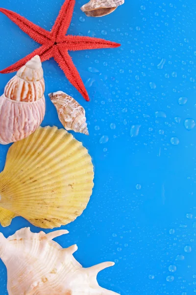 Shells on blue background with water drops — Stock Photo, Image