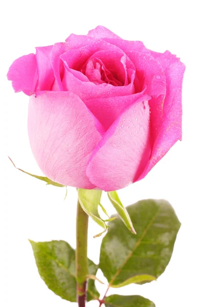 Schöne rosa Rose auf weißem Hintergrund — Stockfoto