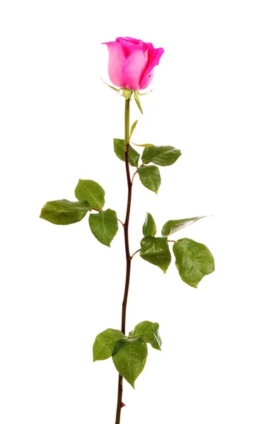 Mooie roze roos op een witte achtergrond — Stockfoto