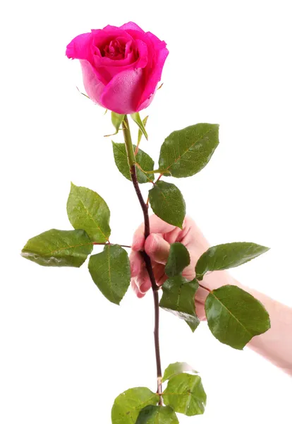 stock image Red rose in the men's hand isolated on white background