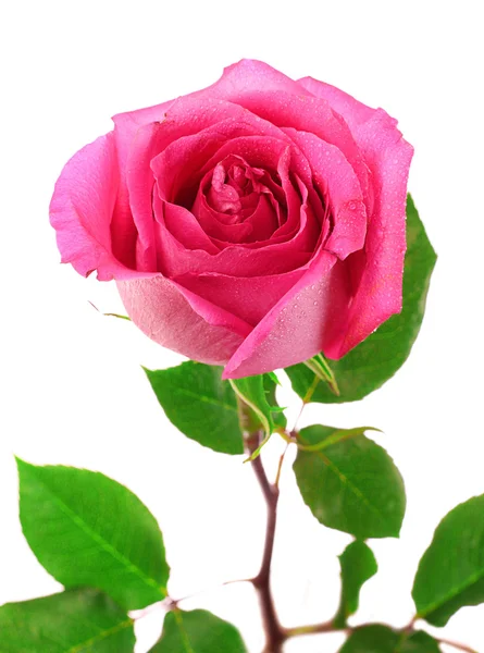 Beautiful pink rose on a white background — Stock Photo, Image