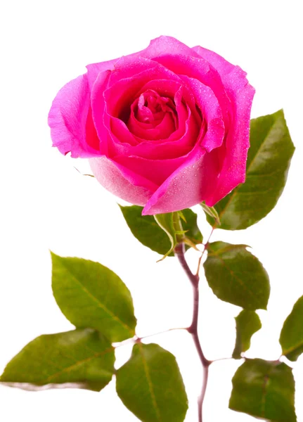 Krásná růžová růže na bílém pozadí — Stock fotografie