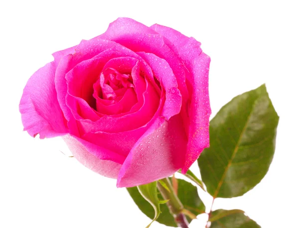 Bella rosa rosa su sfondo bianco — Foto Stock