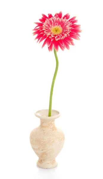 白で隔離される単一ピンク ガーベラの花 — ストック写真