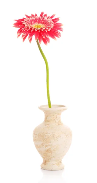 Única flor de gerbera rosa isolada em branco — Fotografia de Stock