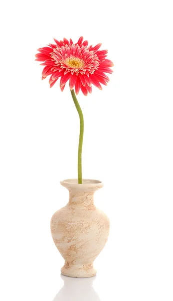 Única flor de gerbera rosa isolada em branco — Fotografia de Stock