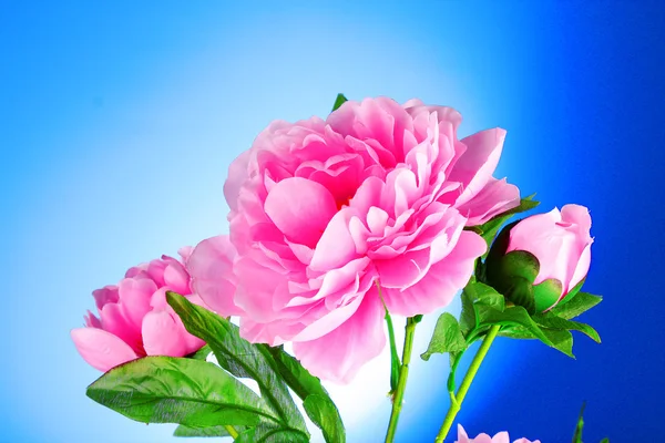 Vaaleanpunaisia kukkia maljakko — kuvapankkivalokuva