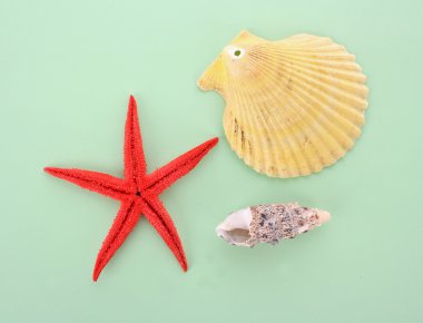 Deniz kabukları mavi zemin üzerine birkaç